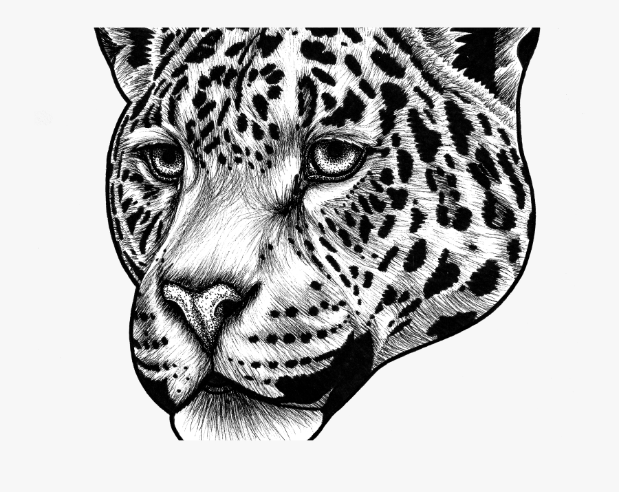 Jaguar Animal Drawing Face