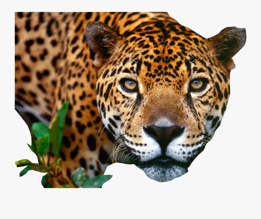 Jaguar Cars Jacksonville Jaguars Luxury Vehicle Sport - Jaguar Png, Transparent Clipart