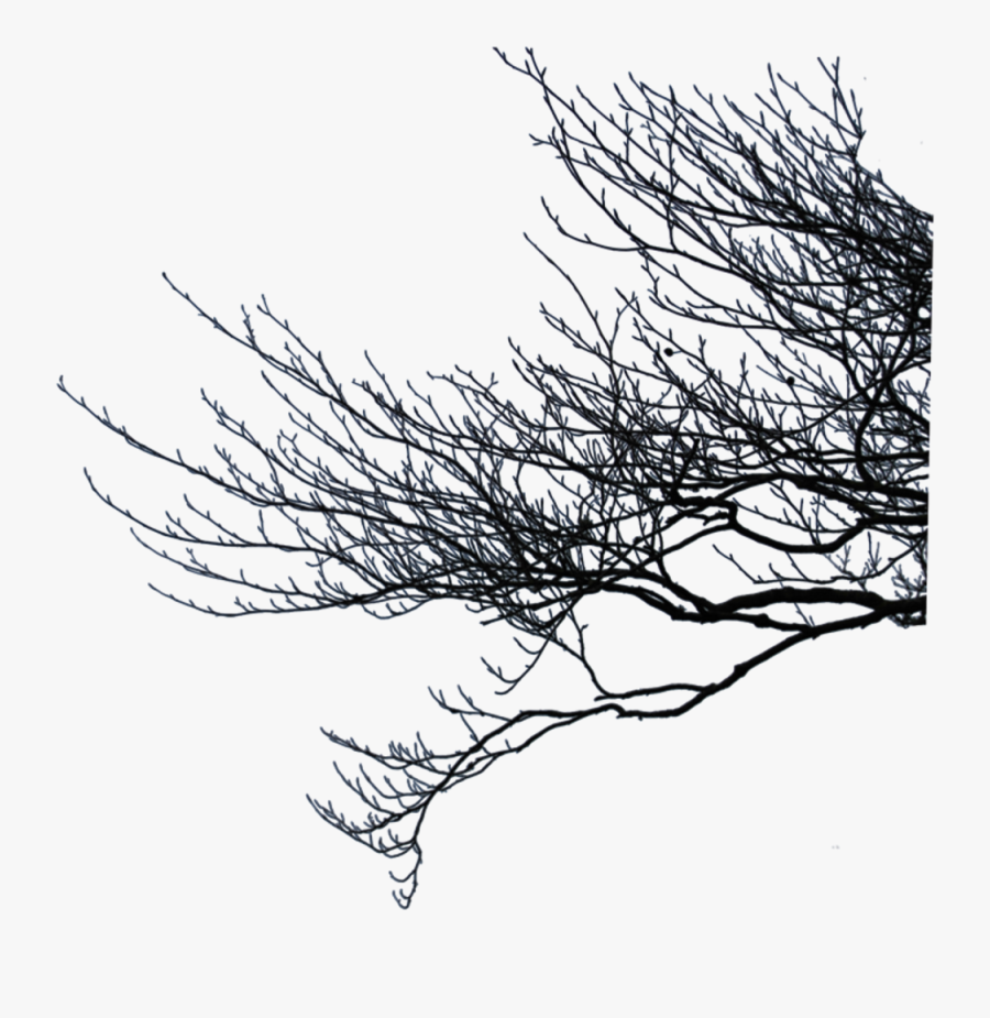 Twig Drawing Tree, Transparent Clipart