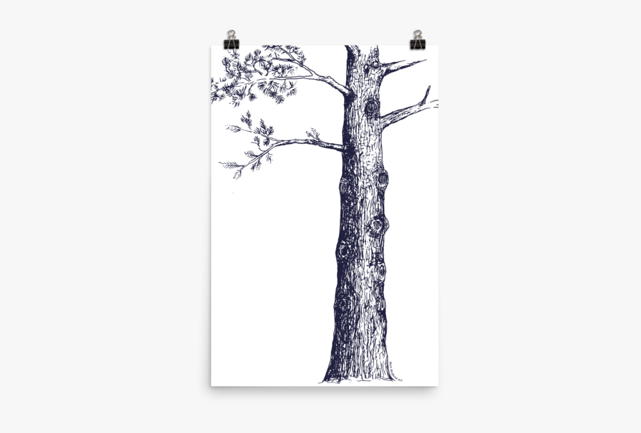 Clip Art Pine Trees Sketch - Pine Tree Sketch, Transparent Clipart