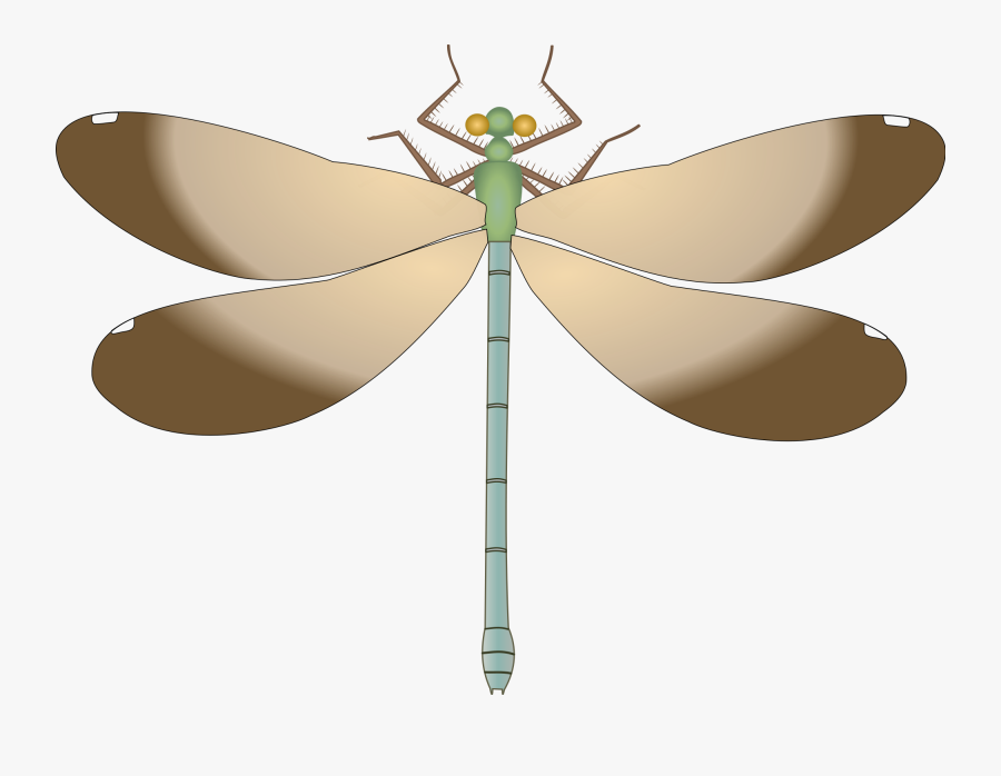Dragonfly Transparent Svg - Clipart Dragonfly, Transparent Clipart