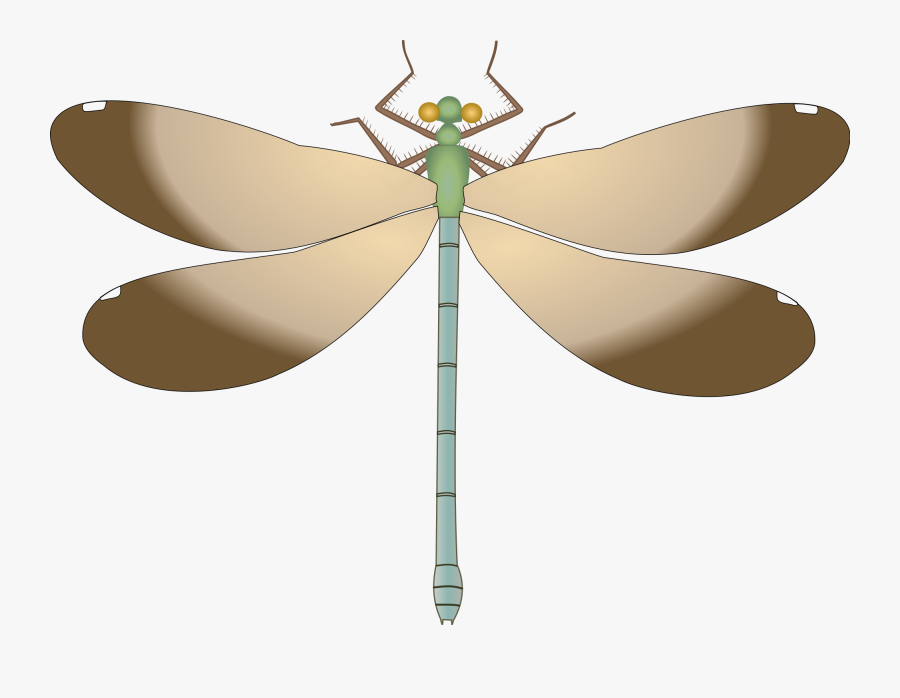 Download Dragonfly Transparent Svg Clipart Dragonfly Free Transparent Clipart Clipartkey Yellowimages Mockups