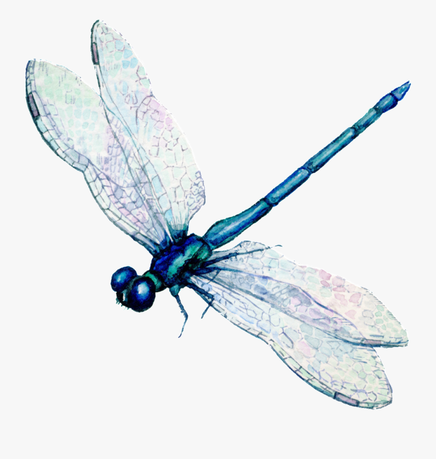 Dragonfly Transparent Painted - Flying Dragonfly Illustration, Transparent Clipart