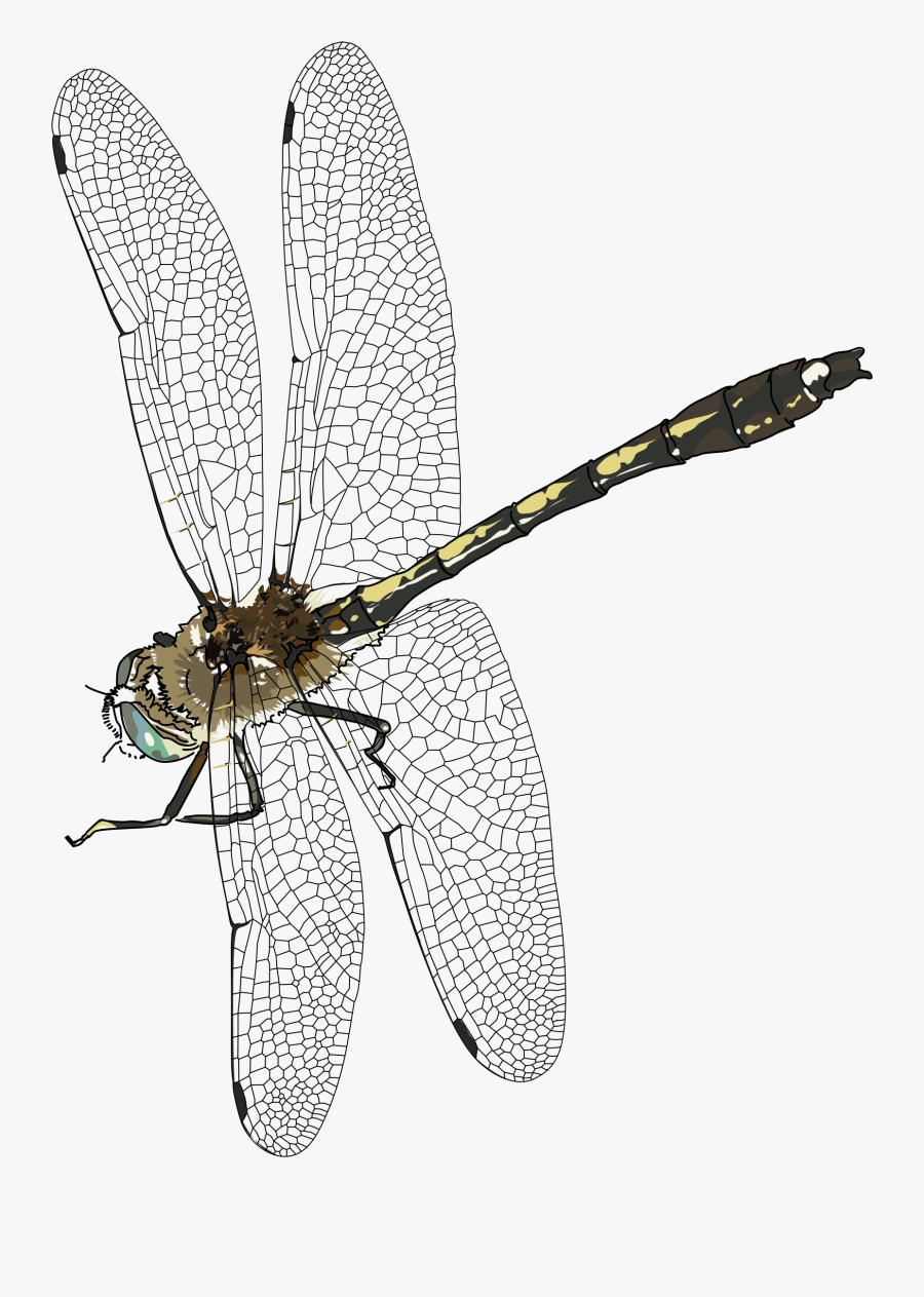 Libelulle, Dragonfly Clip Arts - Transparent Background Dragonfly Png, Transparent Clipart