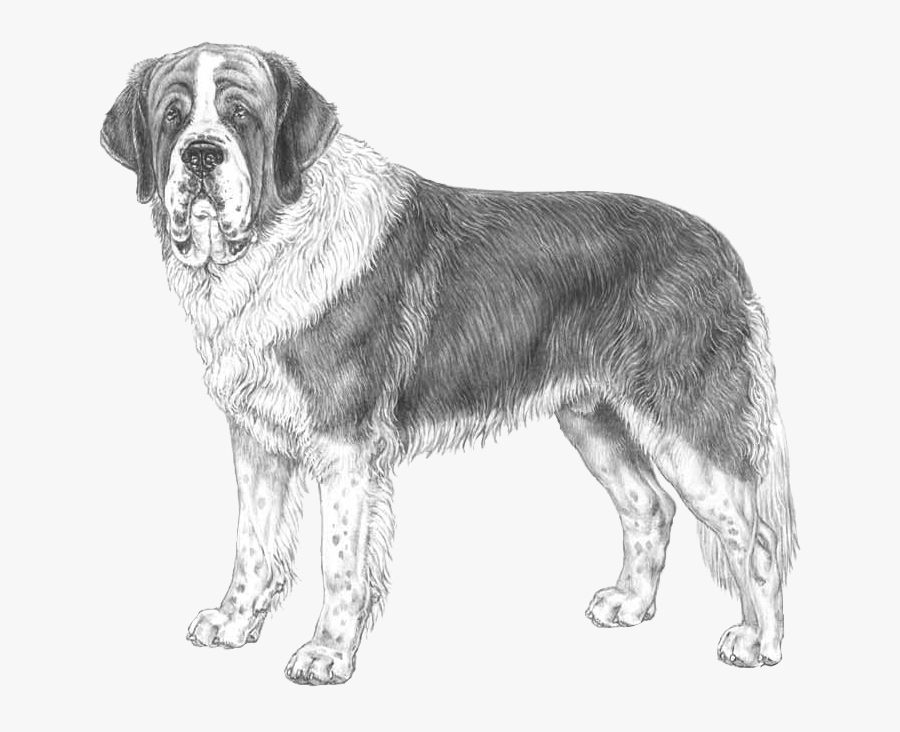 Saint Bernard Dog Transparent Stock - St Bernard Dog Drawing, Transparent Clipart