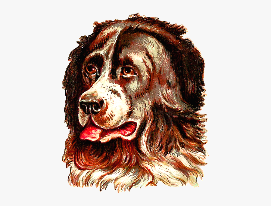 Cocker Spaniel, Transparent Clipart