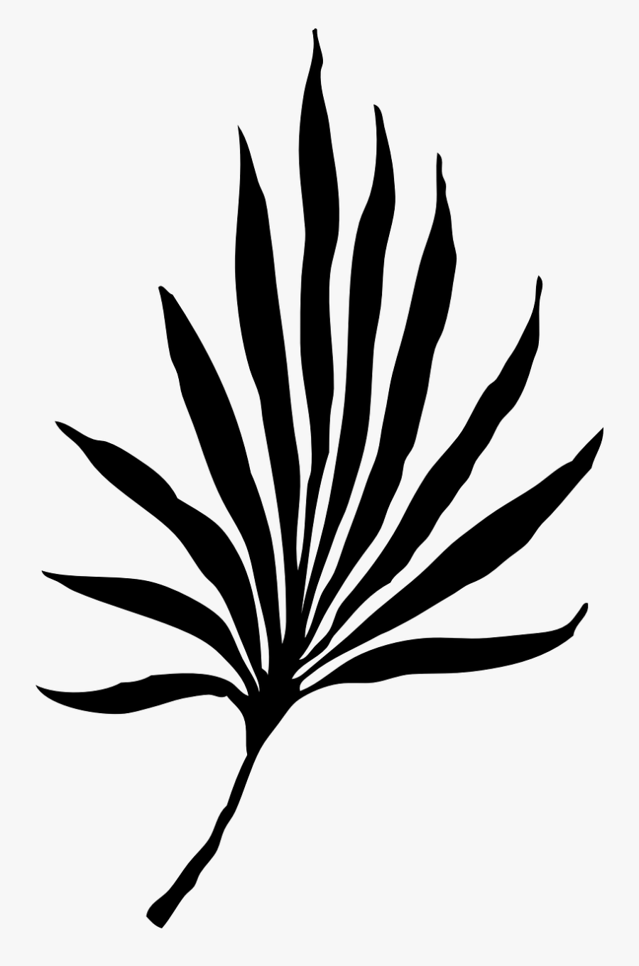 Palm Vector Graphics - Palm Frond Clip Art, Transparent Clipart
