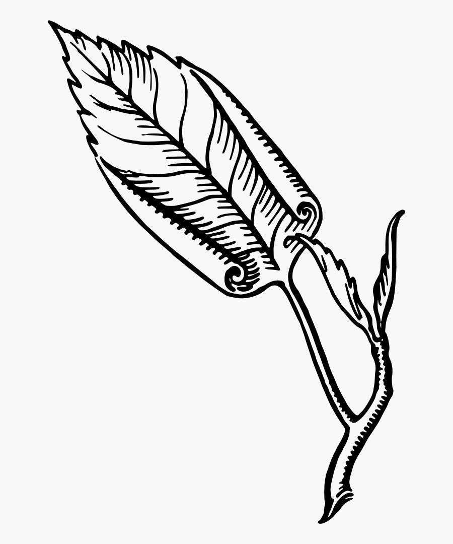 Involute Leaf - Line Art, Transparent Clipart