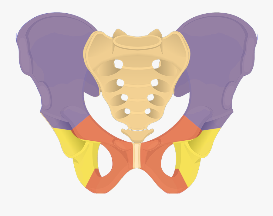 Hip Clipart Transparent - Hip Bone, Transparent Clipart