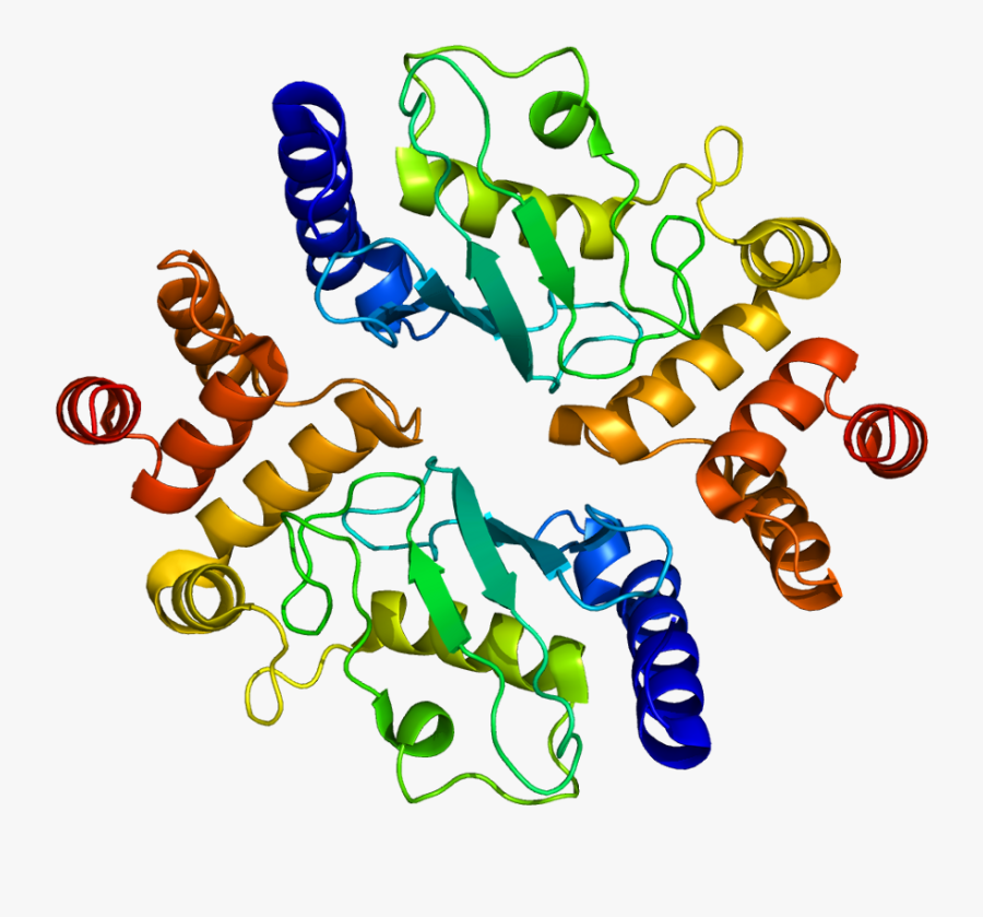 Protein Hip2 Pdb 1yla - Huntingtin Interacting Protein K, Transparent Clipart