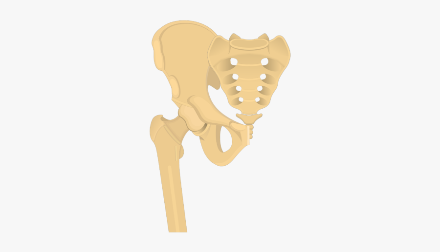 Hip Bone - Introduction - Joints - Pelvic Girdle Getbodysmart, Transparent Clipart