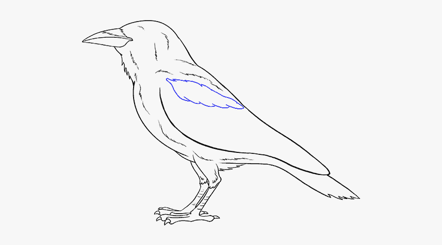 Drawing Raven Black And White - Drawing, Transparent Clipart