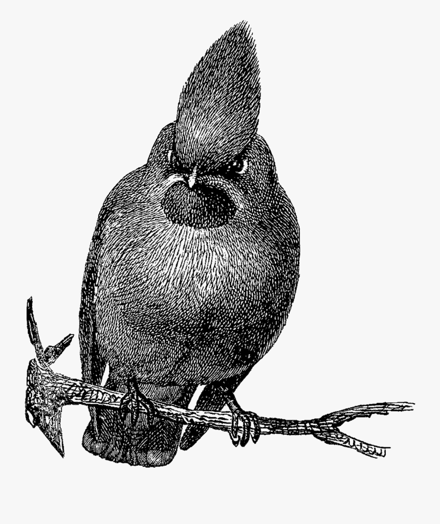 Bird Image Download Bohemian Wax Wing, Transparent Clipart