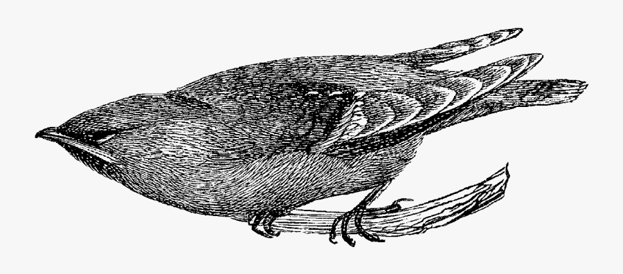 Sketch, Transparent Clipart