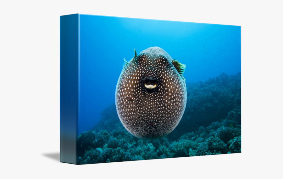 Puffer Fish, Transparent Clipart