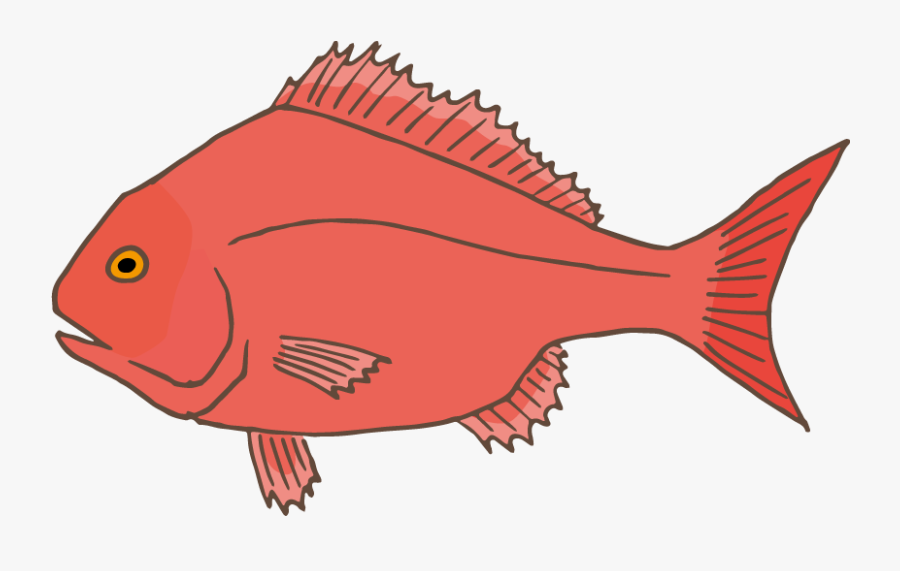 Sea Bream - Red Snapper, Transparent Clipart