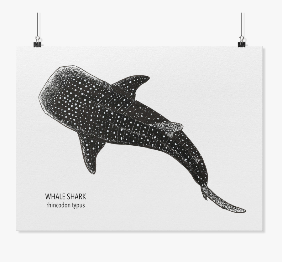 Whale Shark Art, Transparent Clipart