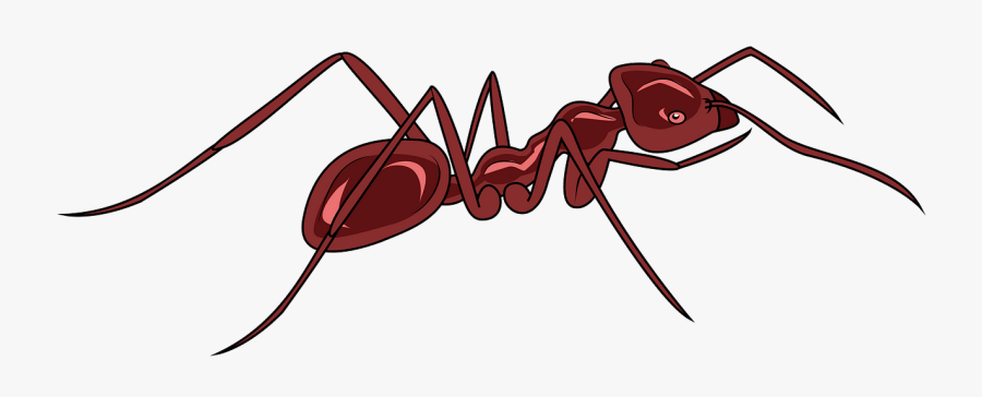 Carpenter Ant, Transparent Clipart