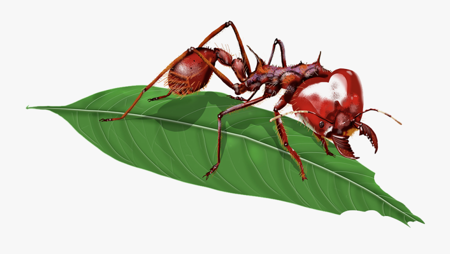 Atta Laevigata Insect Red Imported Fire Ant Myrmicinae - Atta Laevigata, Transparent Clipart