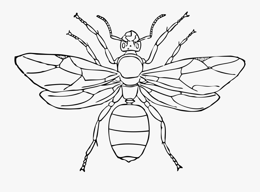 Queen Ant Clip Arts - Queen Ant Drawing, Transparent Clipart