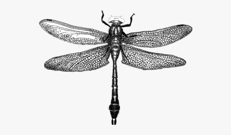 Drawn Dragonfly Clip Art - Dragonfly Woodcut, Transparent Clipart