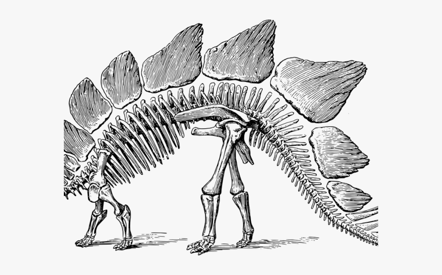 Fossil Clipart Dinosaur Bone - Dinosaur Skeleton Clipart Png, Transparent Clipart