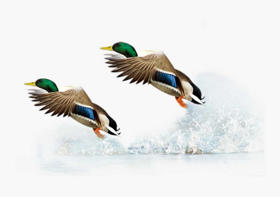 Mallard Duck Flight Bird, Transparent Clipart