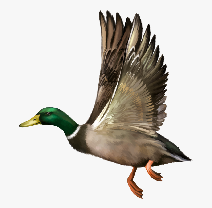 Mallard Drawing Wing - Duck Flying Transparent Background, Transparent Clipart