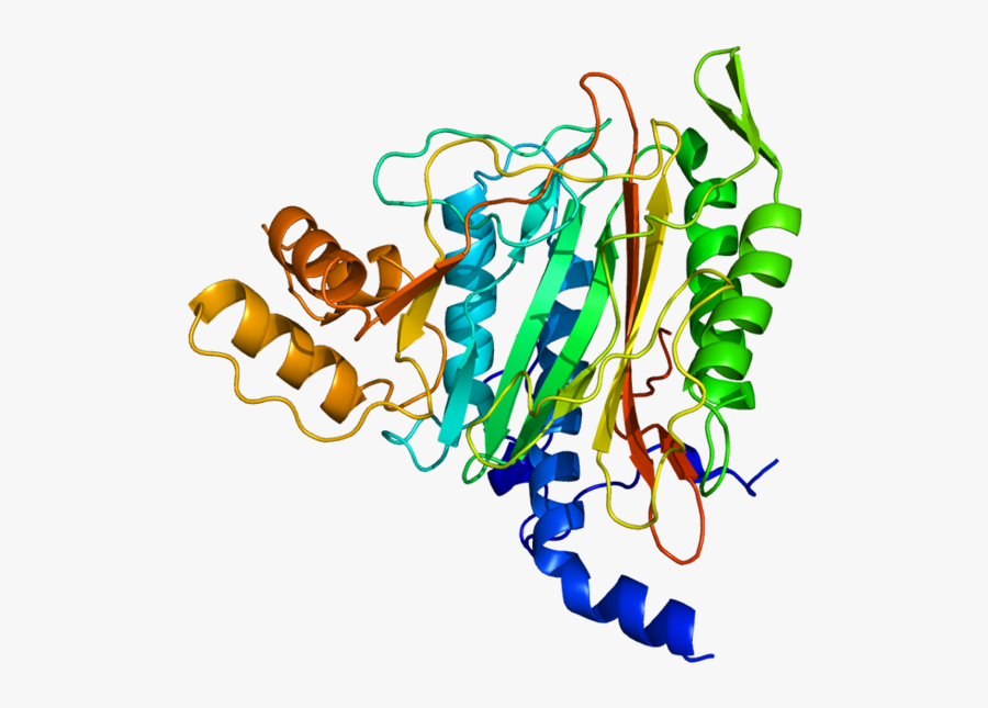 Methionine Aminopeptidase - Methionine Aminopeptidase 2, Transparent Clipart