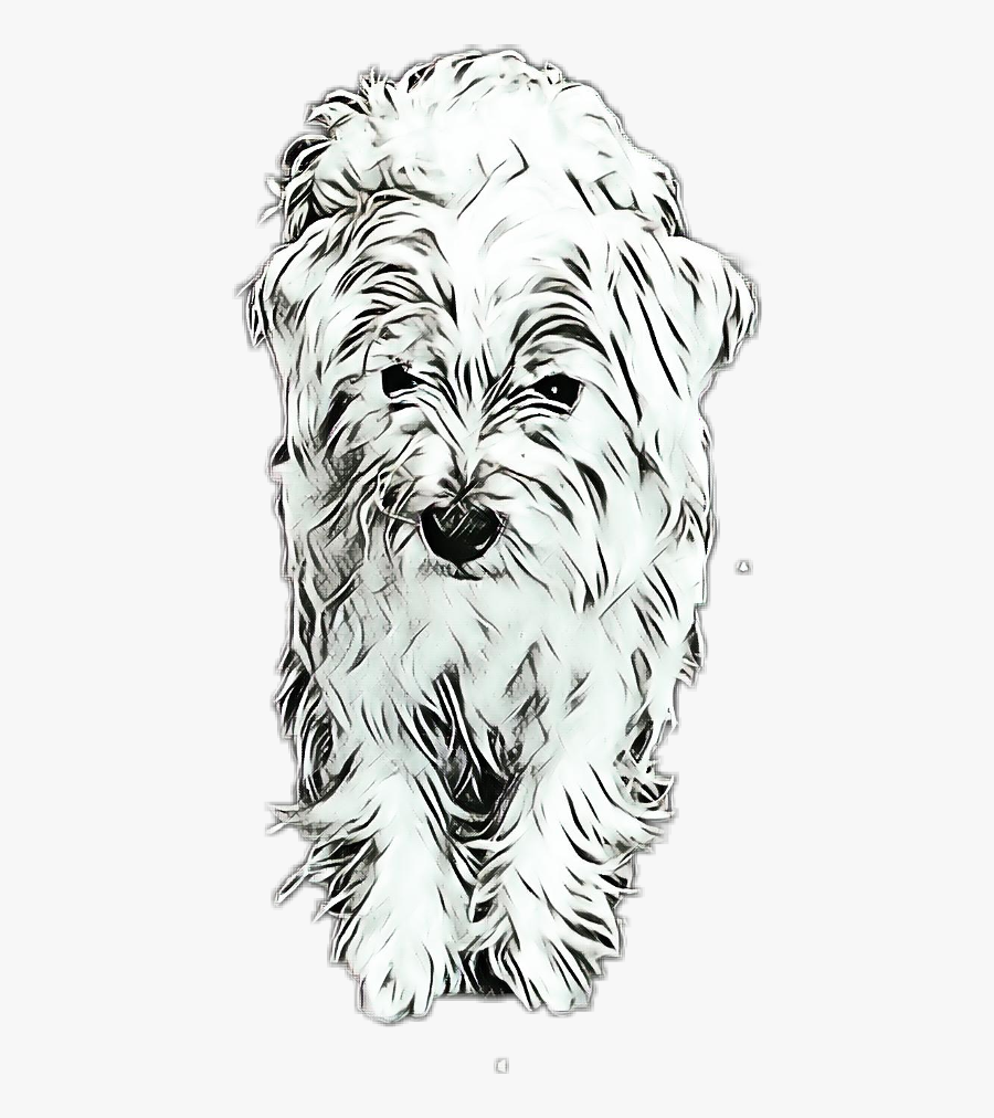 Doggie Westie Freetoedit - Sporting Lucas Terrier, Transparent Clipart