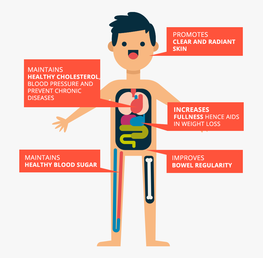How Fiber Helps Your Body - Cartoon, Transparent Clipart