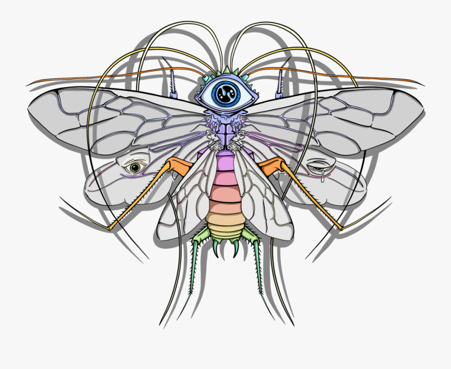 Flying Roach - Illustration, Transparent Clipart