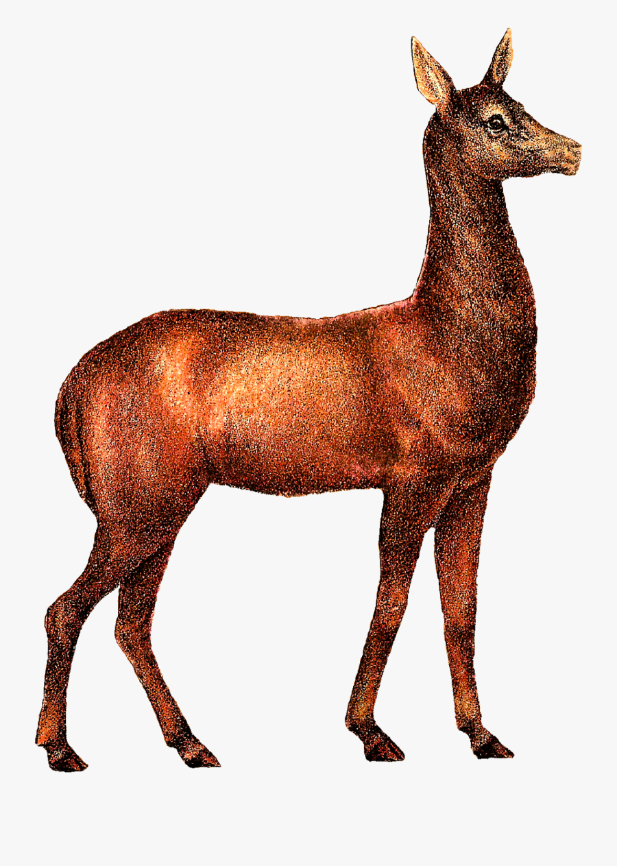 Illustration Animals Digital, Transparent Clipart