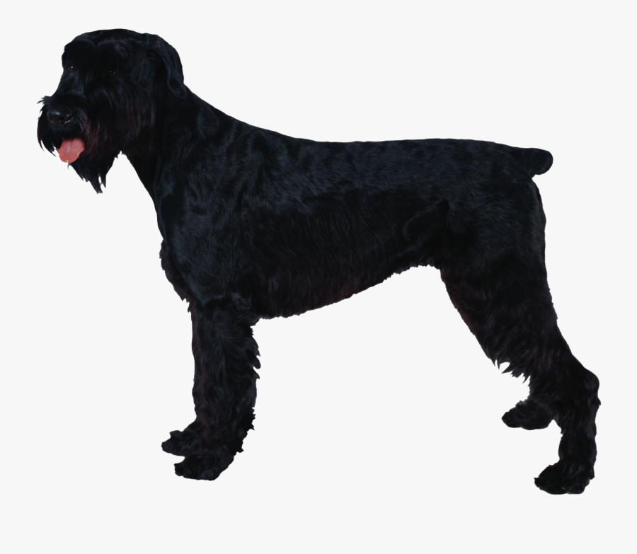 Giant Schnauzer Standard Schnauzer Miniature Schnauzer - Schnauzer, Transparent Clipart