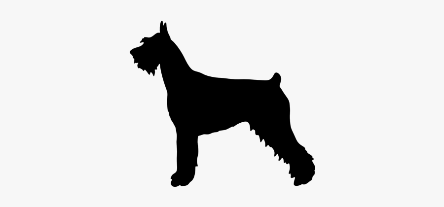 Giant Schnauzer Miniature Schnauzer Standard Schnauzer - Great Pyrenees Vs Great Dane Size, Transparent Clipart