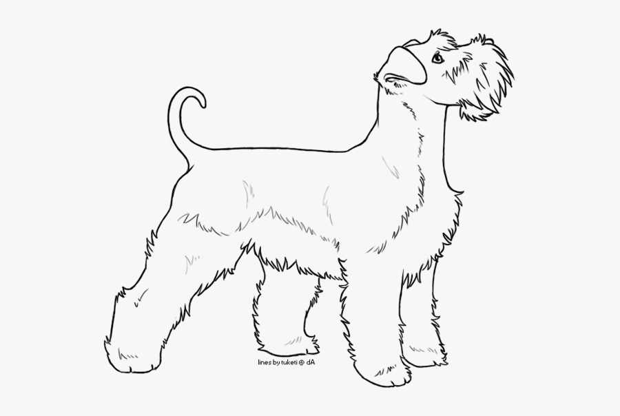 Free Lines - Miniature Schnauzer Line Drawing , Free Transparent