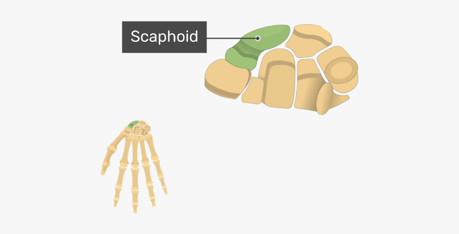 Anterior Hand And Wrist With The Carpal Bones Being - Jellyfish, Transparent Clipart