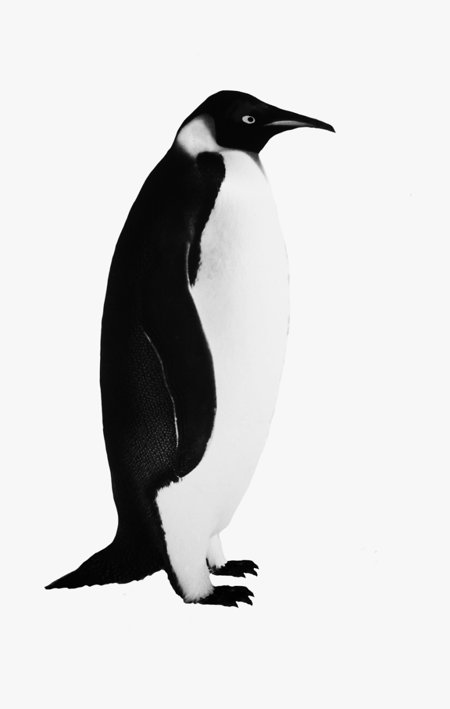 Funny Penguin Clip Art - Emperor Penguins Clipart Png, Transparent Clipart