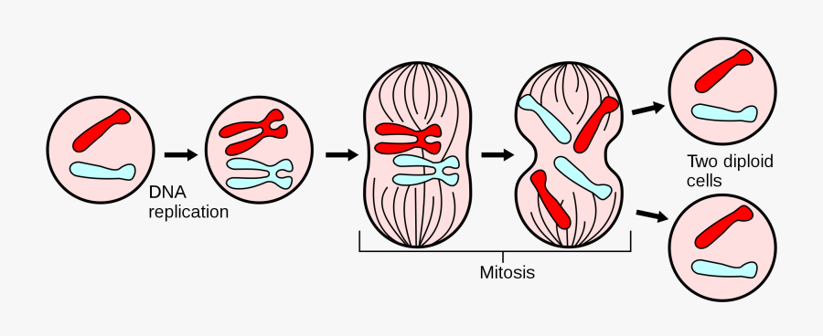 Mitosis Science, Transparent Clipart