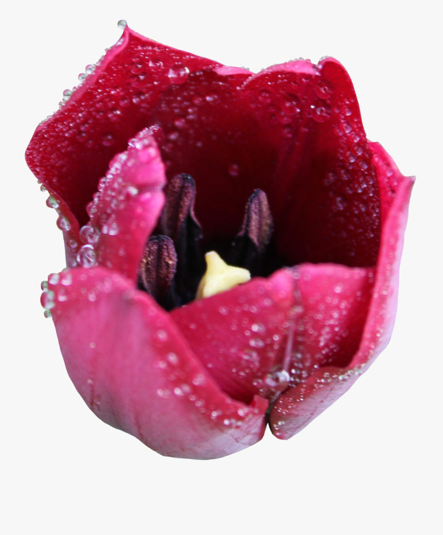 Tulipa Humilis, Transparent Clipart