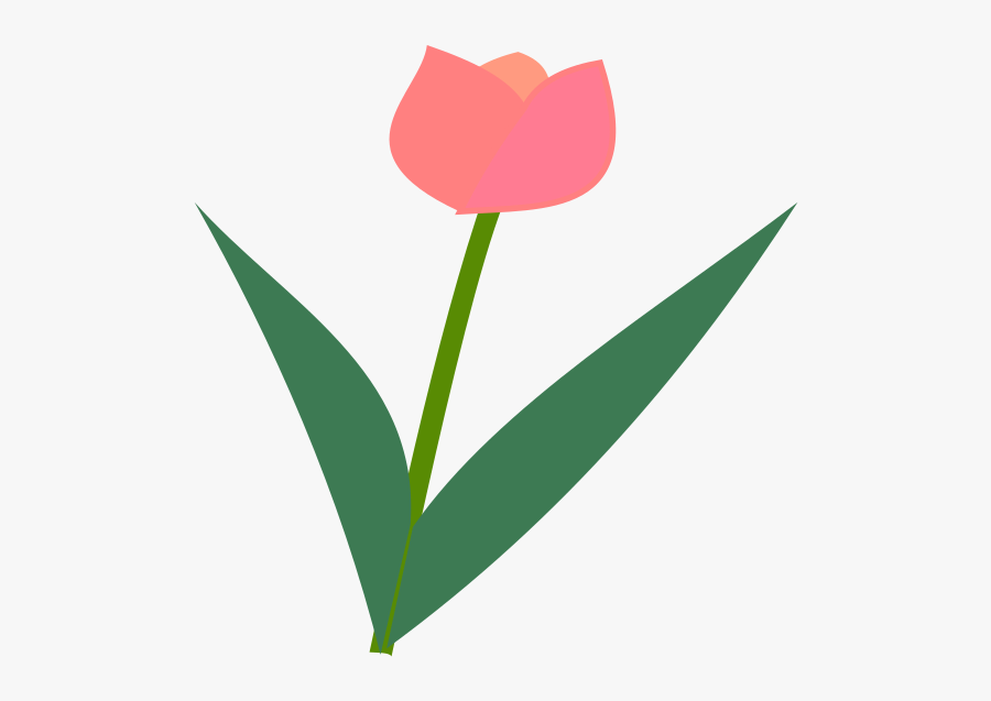 Sprenger's Tulip, Transparent Clipart