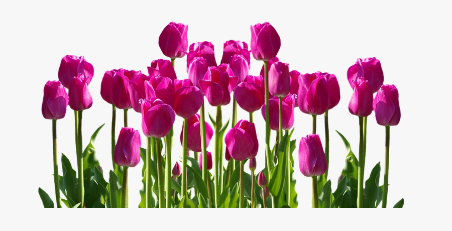 Tulip Clipart Fence - Echinoctiu De Primavara 2019, Transparent Clipart