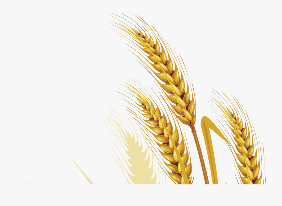 Grain Wheat Png - Wheat Png Vector, Transparent Clipart