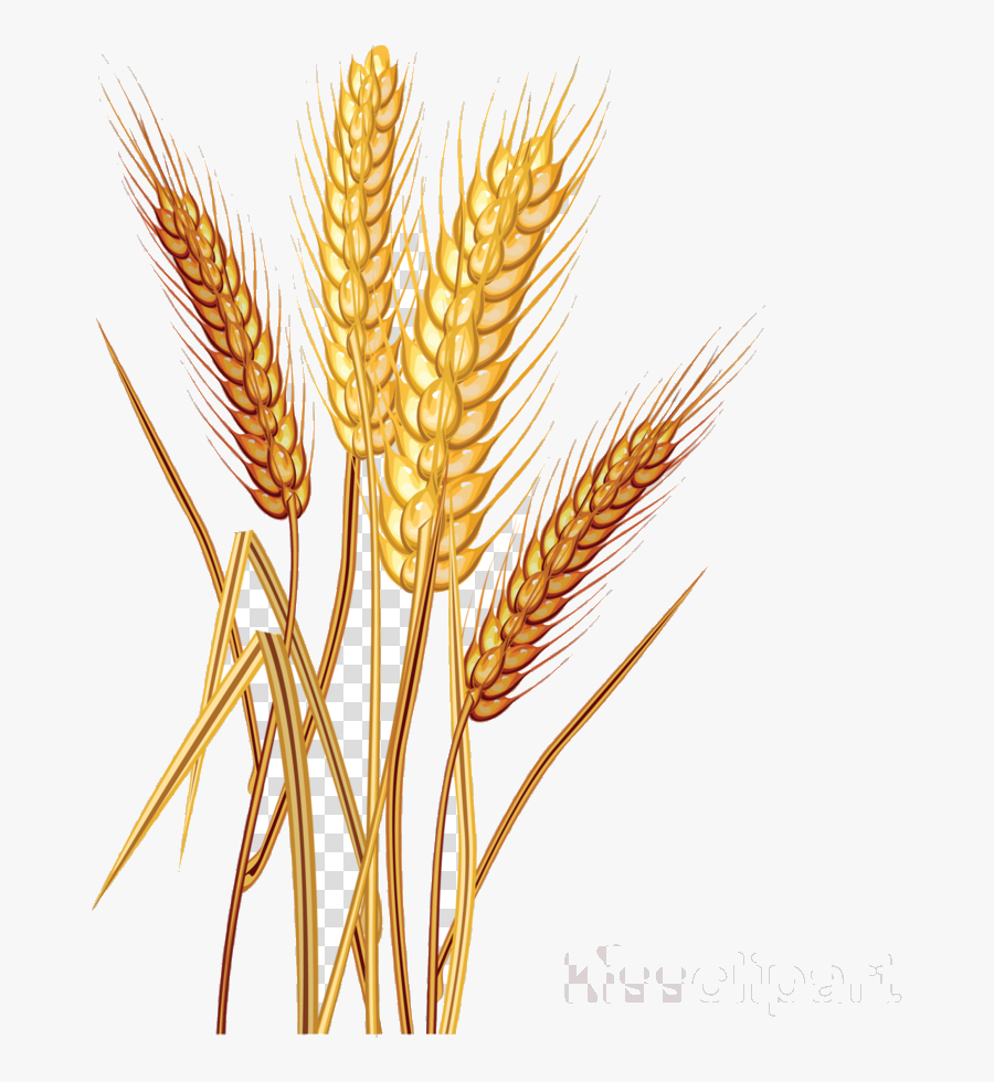 Wheat Clipart Cereal Common Clip Art Transparent Png - Wheat Vector Images Png, Transparent Clipart