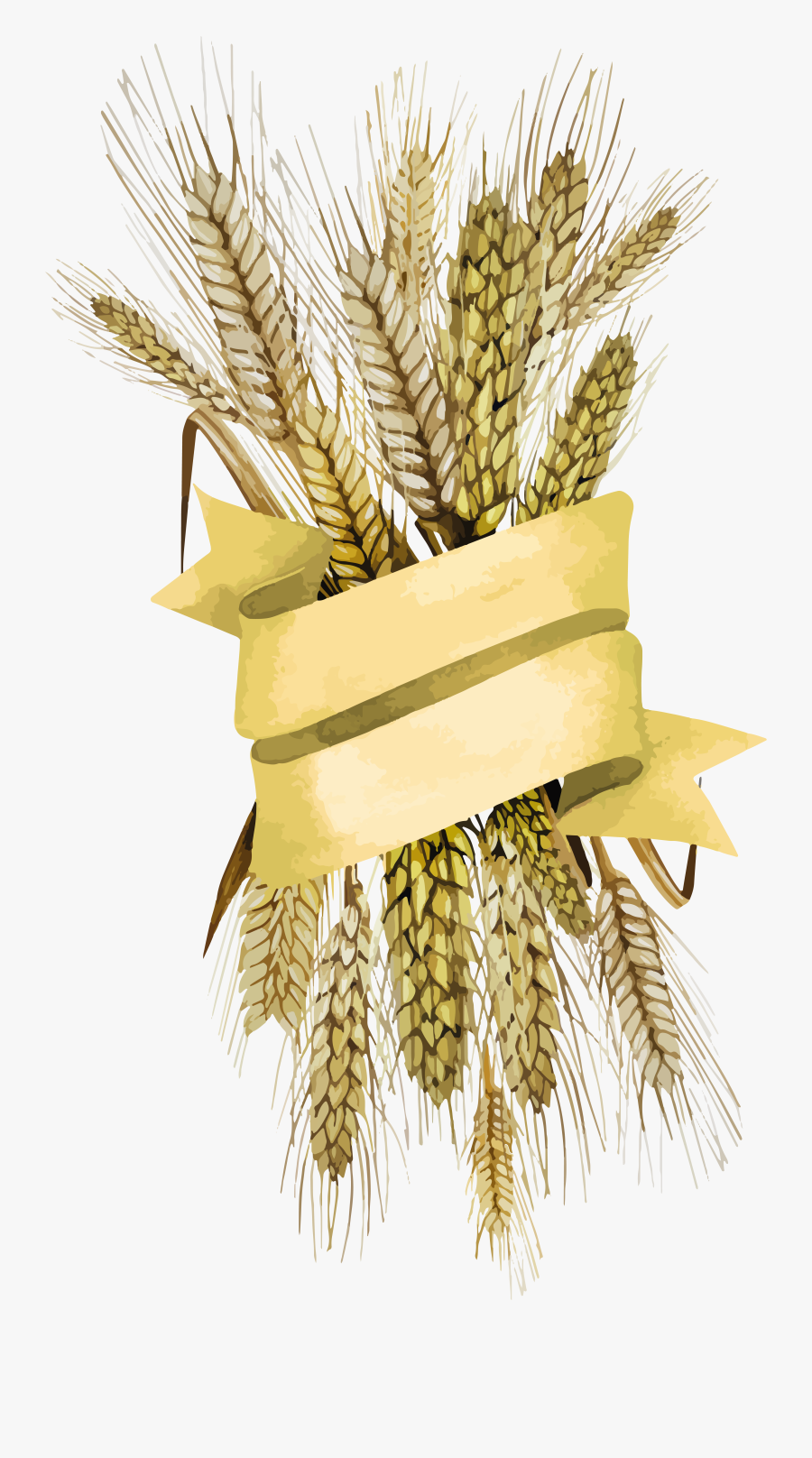 Wheat Png - Wheat, Transparent Clipart