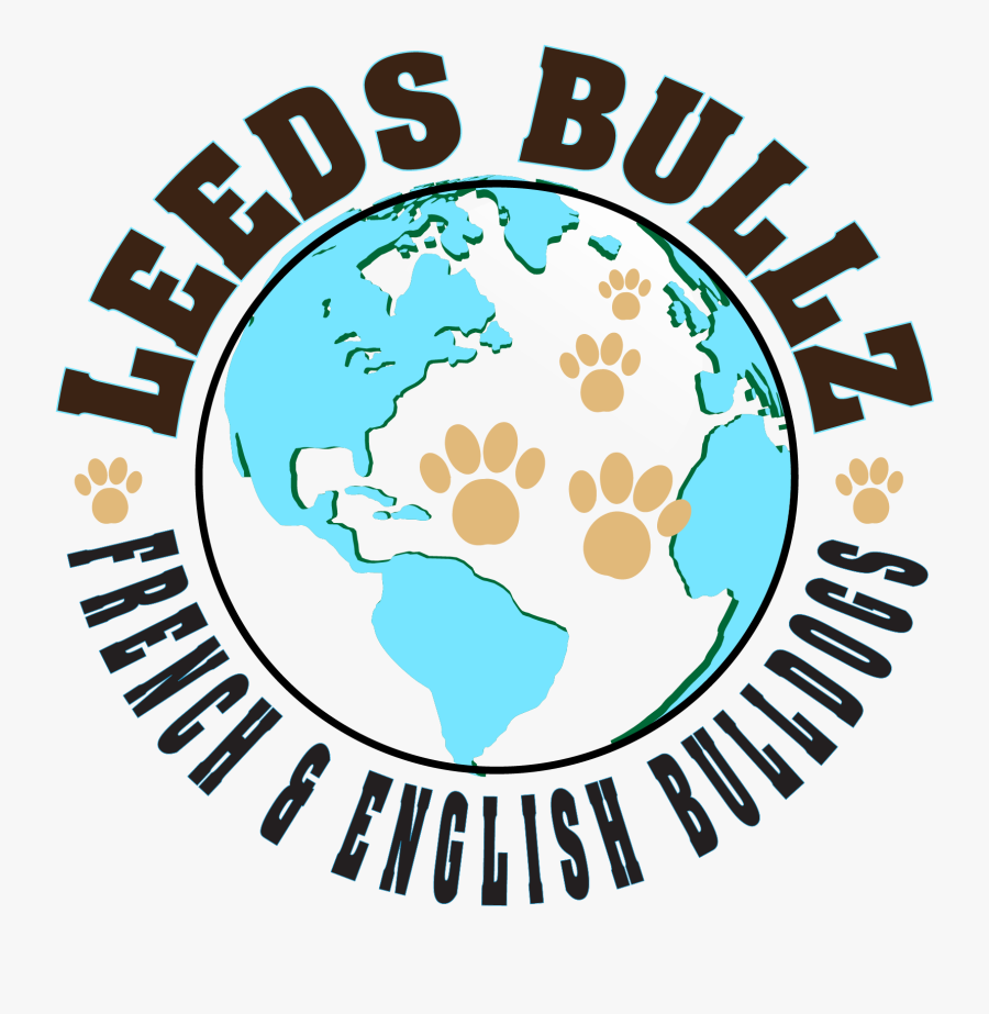 Leeds Bullz French And English Bulldogs - High Resolution Focus Chart, Transparent Clipart