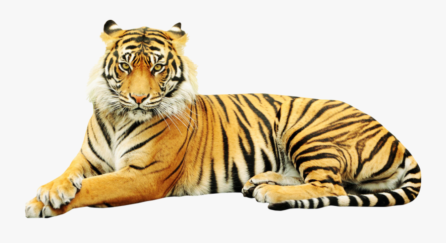 Sumatran Tiger Zoo Wildlife Sticker White Tiger - Point Defiance Zoo & Aquarium, Transparent Clipart