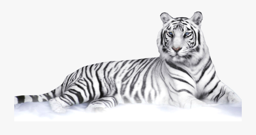 Transparent White Tiger Png - White Tiger Png, Transparent Clipart