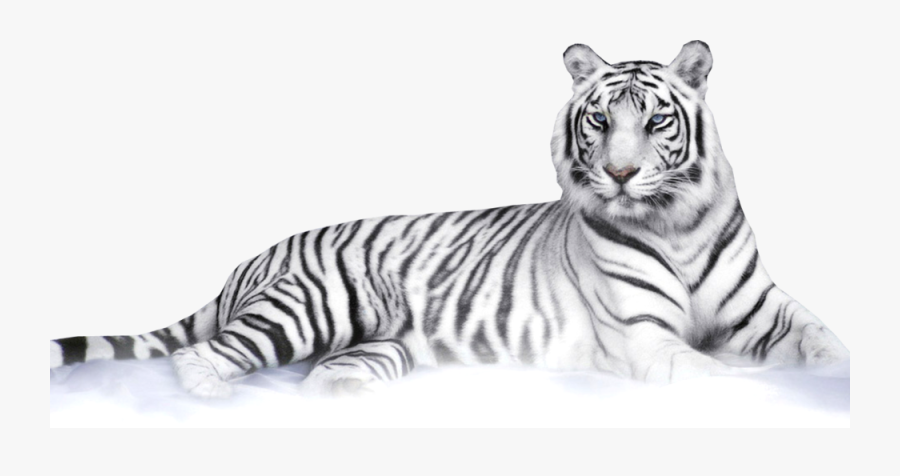 Transparent White Tiger Png - White Tiger Png , Free Transparent