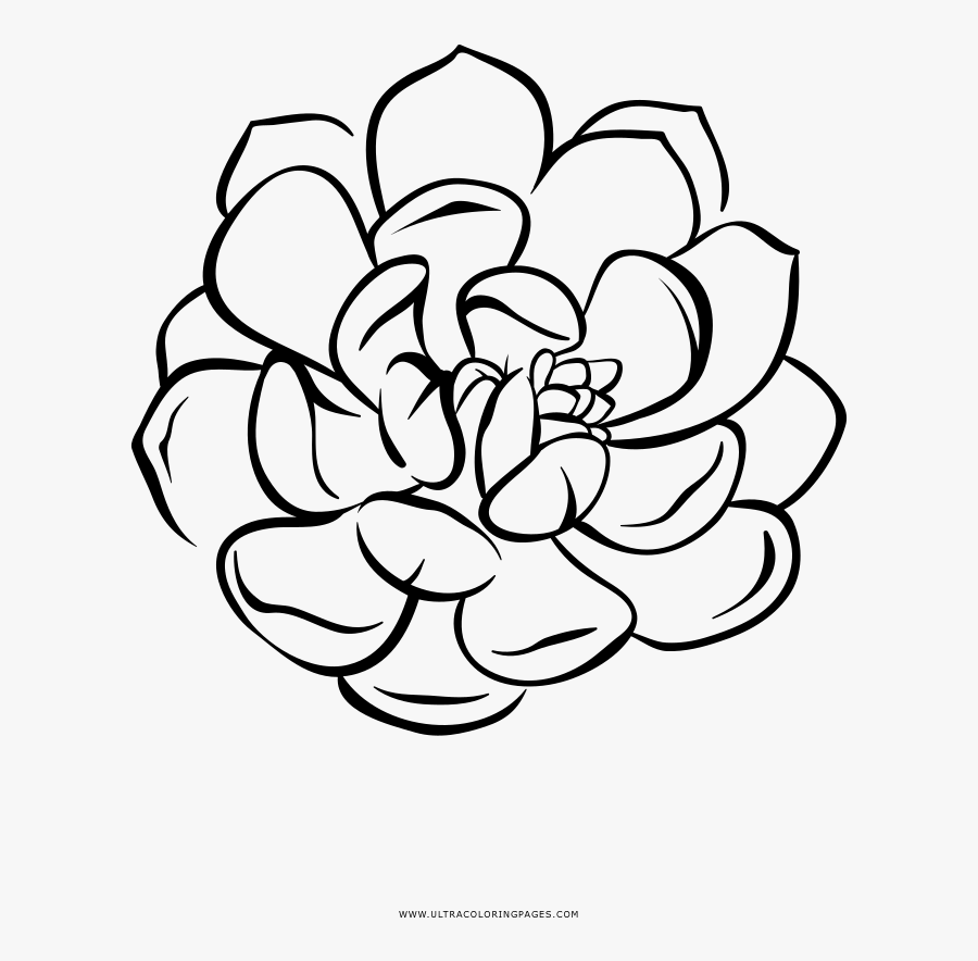 Succulent Coloring Page, Transparent Clipart